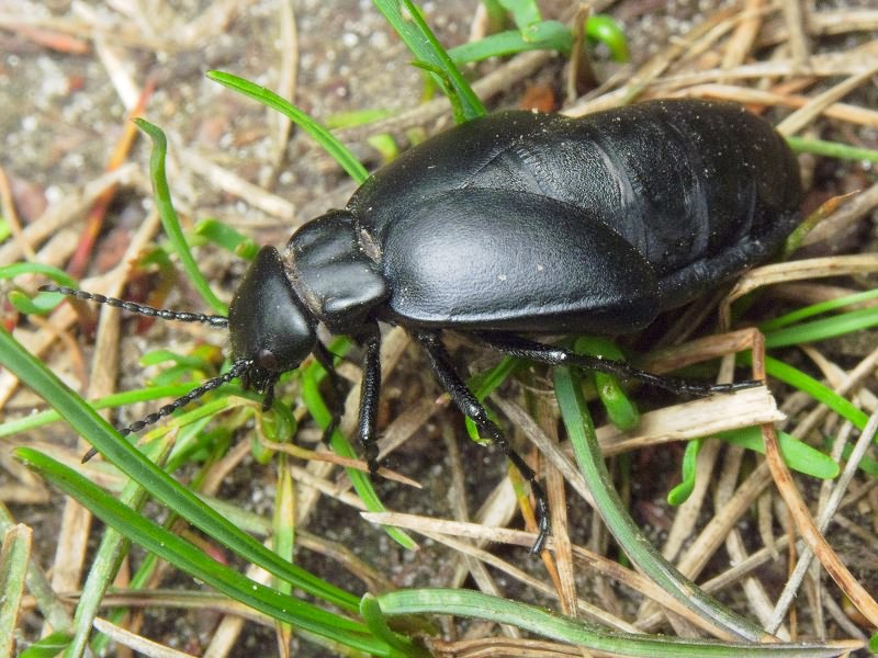 Meloe uralensis Pallas, 1777